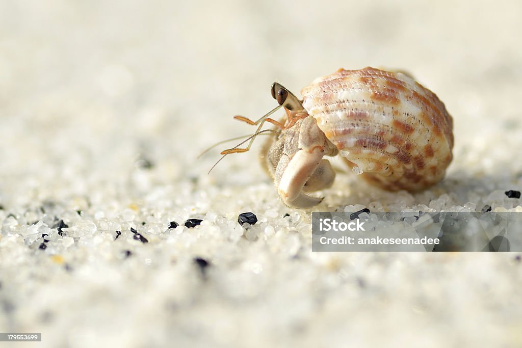 Hermit crab a hermat crab form the sea of thailand Andaman Sea Stock Photo