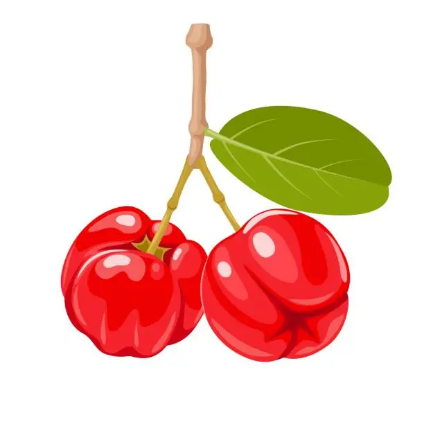 Vector illustration of Acerola or Barbados Cherry
