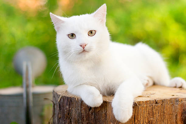 istock white cat in the garden 179553872