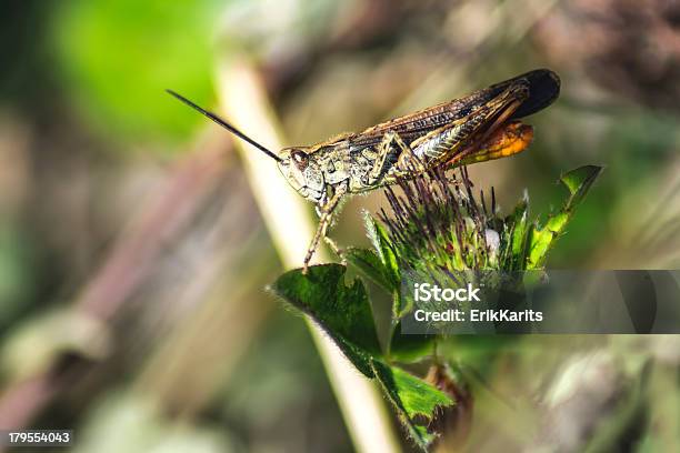 Portret Z Grasshopper - zdjęcia stockowe i więcej obrazów Bliskie zbliżenie - Bliskie zbliżenie, Czarny kolor, Dzień