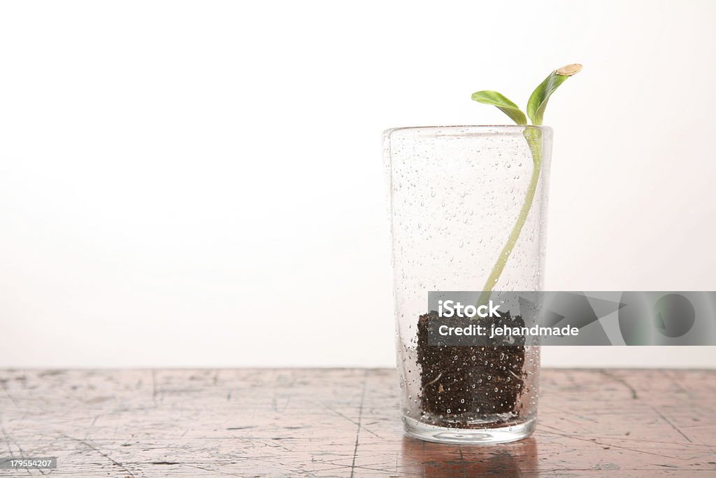 Verde Germoglio di zucca in vetro sul tavolo di legno - Foto stock royalty-free di Agricoltura