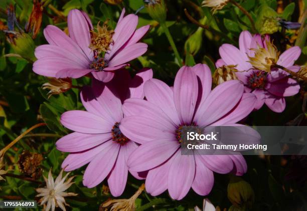 Purple Daisys Stock Photo - Download Image Now - Australia, Beauty, Beauty In Nature