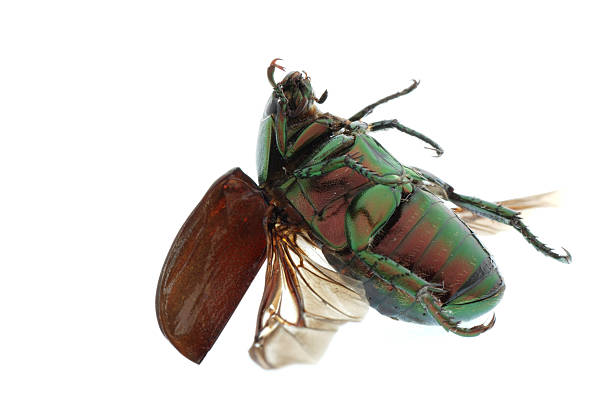 istock flying insect green beetle isolated on white 179555380