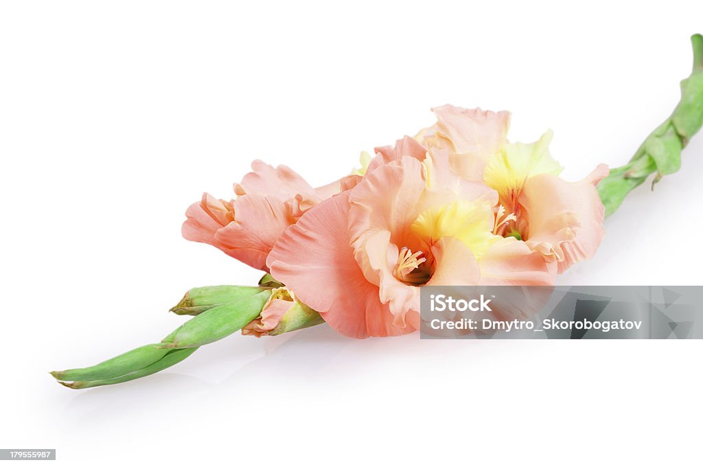 Gladiolo flor - Foto de stock de Amarillo - Color libre de derechos