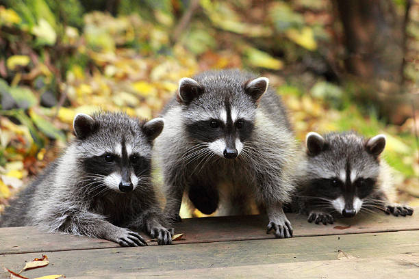 Young Raccoons stock photo