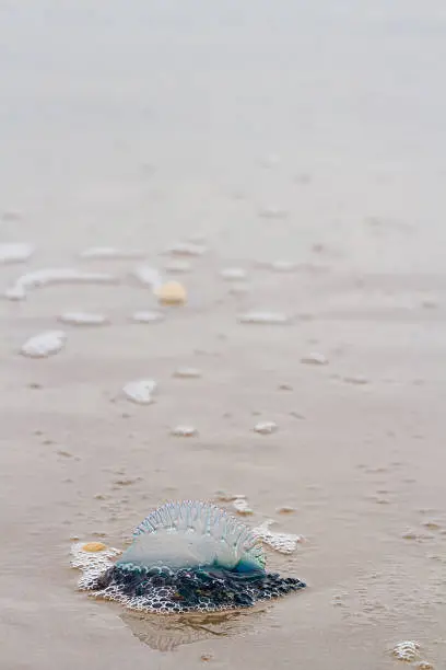 Portuguese Man O War Jellyfish on the beach of South padre, TX.