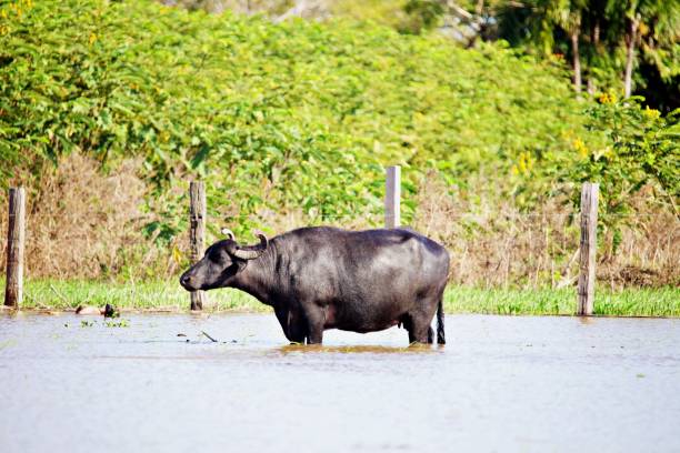 Cattle breeding in the Amazonas