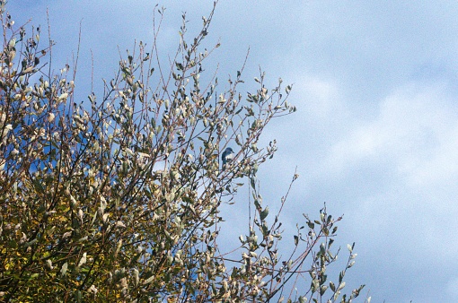 Blue bird, most likely a  California Scrub-Jay (Aphelocoma californica), perched in a tree on a sunny day. Taken at Ridgefield Wildlife Refuge, a national wildlife refuge along the Columbia River located to the west of Ridgefield, Washington.