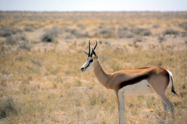 istock An antelope walks on the grass in a natural environment. The background is blurred. Side view 1795586811