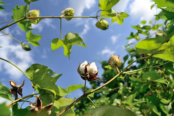 Cotton in field ready for harvest stock photo