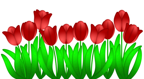 Row of Red Tulips Flowers in Spring Illustration Isolated on White Background
