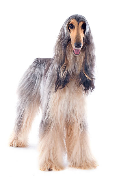 afghan dog afghan hound in front of white background afghan hound stock pictures, royalty-free photos & images