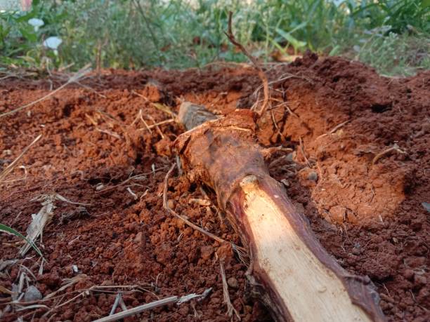 istock fertile plantation land 1795604735