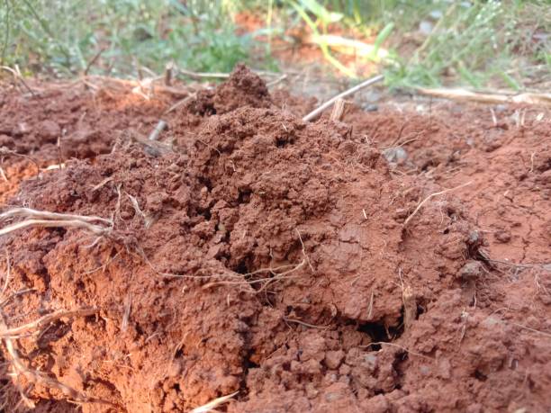 istock fertile plantation land 1795604745