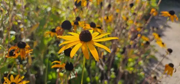 Black-eyed Susan (Rudbeckia hirta). North American flower plant native to East and Central America.