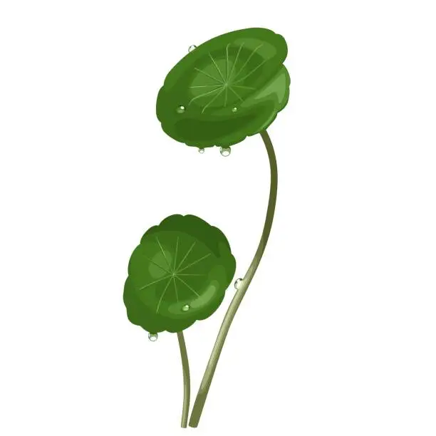 Vector illustration of Gotu kola