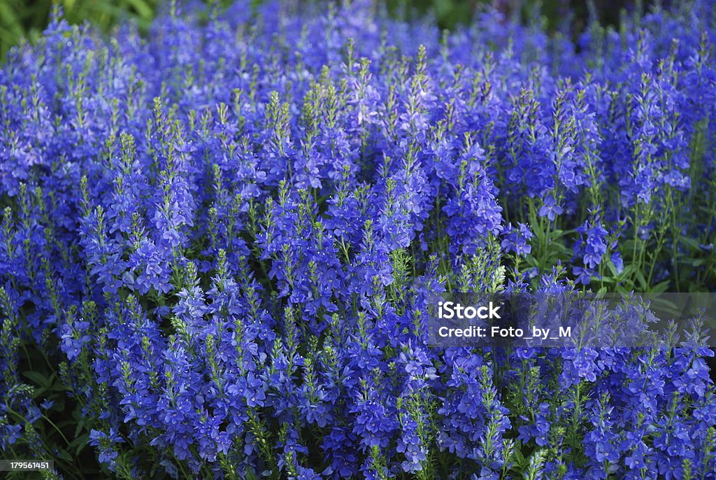 Blue Flowers of speedwell Veronica austriaca Flowerbed of Blue Flowers of speedwell Veronica austriaca, horizontal shot Backgrounds Stock Photo