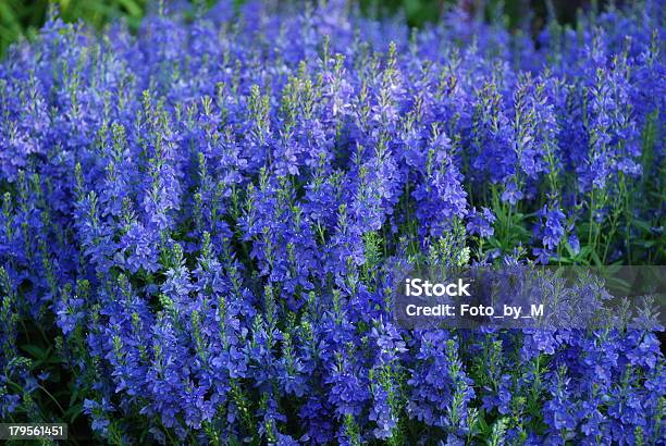 Blue Flowers Of Speedwell Veronica Austriaca Stock Photo - Download Image Now - Backgrounds, Beauty In Nature, Blossom