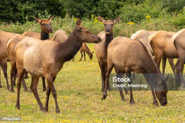 Tule Elk Cervus Canadensis Nannodes Grazing In Meadow Stock Photo - Download Image Now