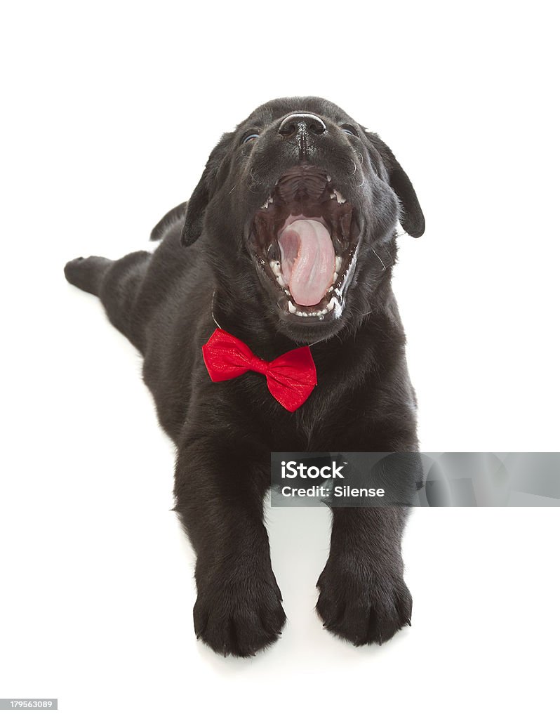 블랙 래브라도리트리버 강아지 - 로열티 프리 강아지-어린 동물 스톡 사진