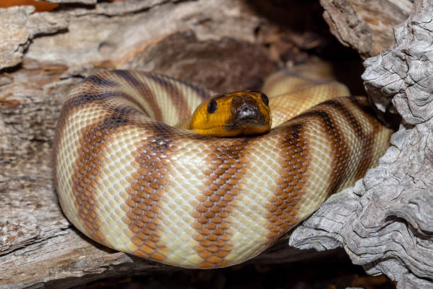Woma Python Patterns 40+ Woma Python Stock Photos, Pictures & Royalty-Free Images - iStock