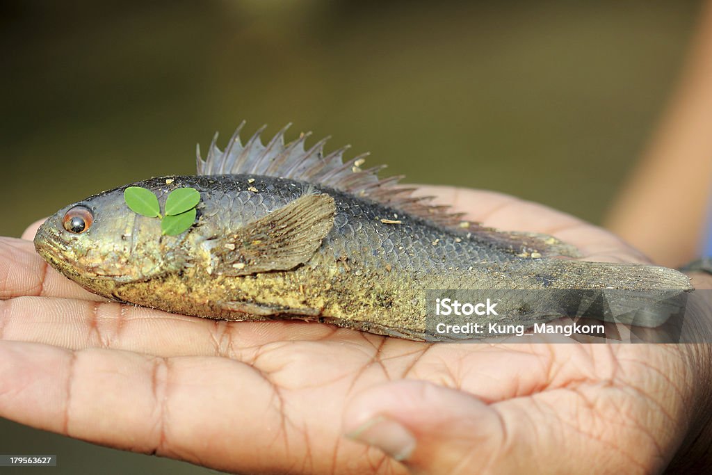 Peixe mão Remover - Foto de stock de Comida royalty-free