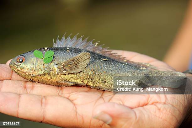 Foto de Peixe Mão Remover e mais fotos de stock de Comida - Comida, Comida e bebida, Cru