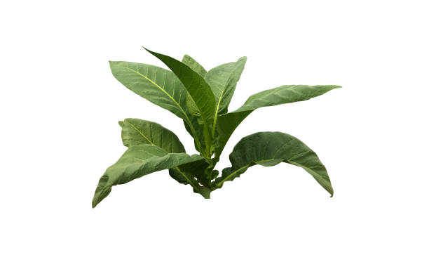 istock fresh tobacco plant 1795636738