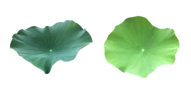 Isolated a young single lotus leaf with clipping paths.