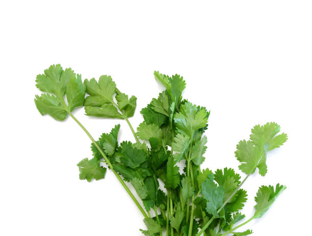 istock Coriander cilantro leaves isolated on white 1795636744