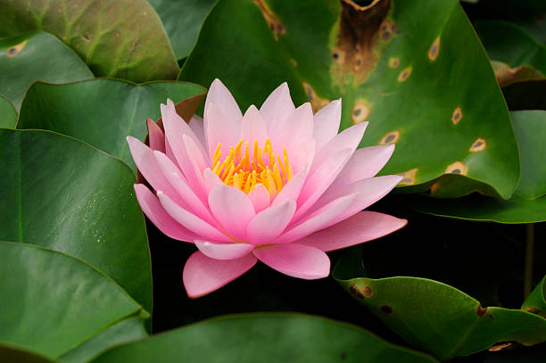 istock This is waterlily or lotus in asia. 179563858