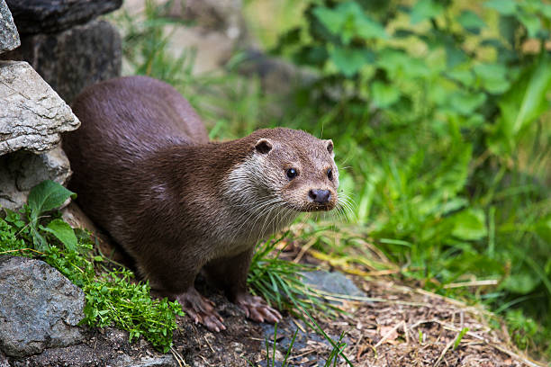 istock Otter on the bank 179563921