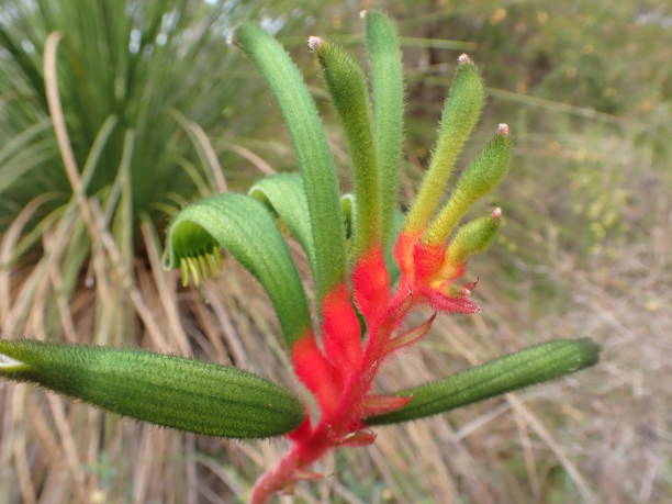istock Kangaroo paw, state emblem of Western Australia 1795639904