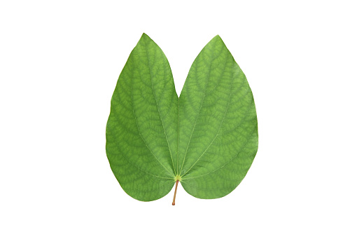 Isolated Bauhinia purpurea leaf with clipping paths.