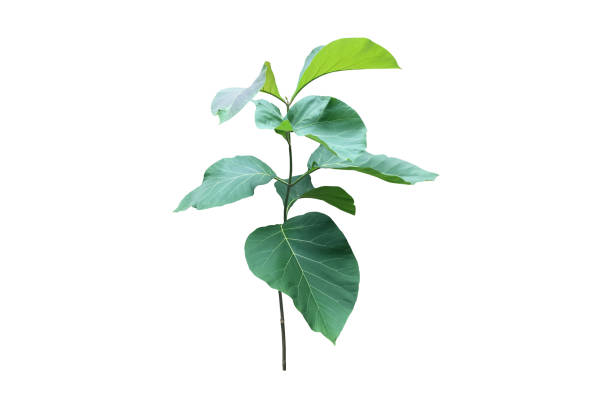 istock teak and tectona grandis plants 1795646155