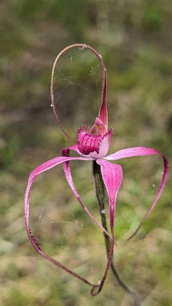istock A pretty pink spider orchid 1795650365