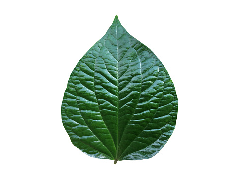Isolated fresh and green piper lolot leaf with clipping paths.