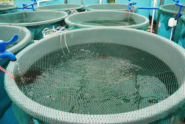 Aquaculture tanks covered with netting stock photo