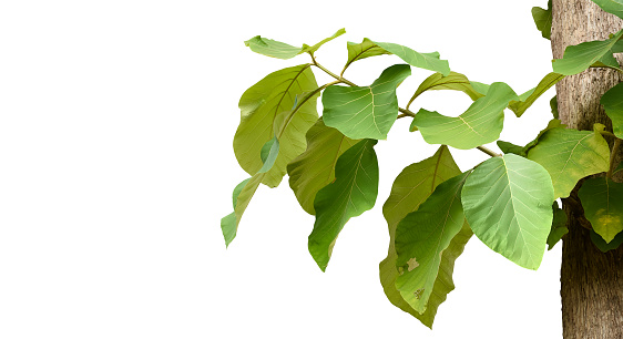 Isolated teak leaf or tectona grandis leaf with clipping paths.