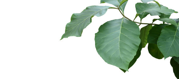 istock teak and tectona grandis plants 1795660177