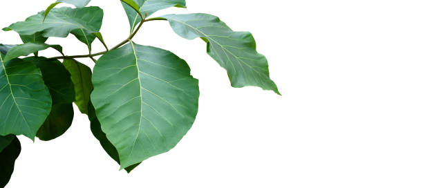istock teak and tectona grandis plants 1795660181
