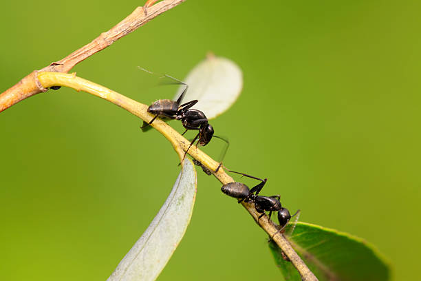 istock camponotus japonicus 179566160