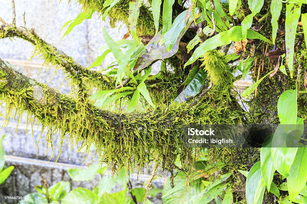 Moss na árvore verde - Royalty-free Ao Ar Livre Foto de stock