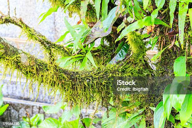 Moss Na Árvore Verde - Fotografias de stock e mais imagens de Ao Ar Livre - Ao Ar Livre, Appalachia, Azul