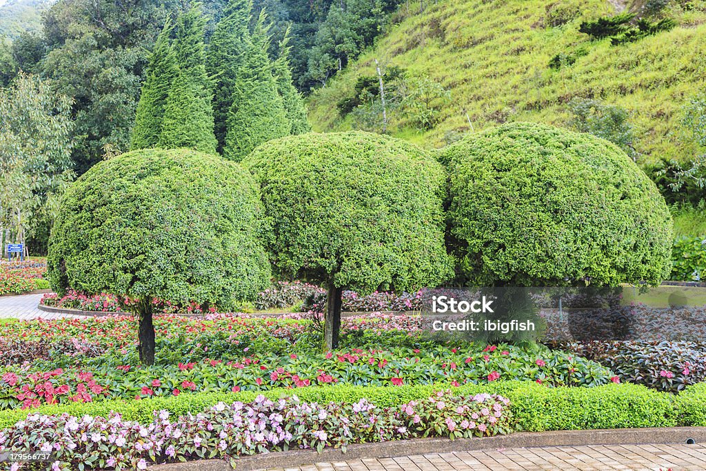 green tree with  beautiful flower Appalachia Stock Photo