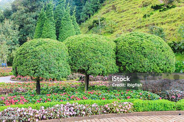 Green Tree With Beautiful Flower Stock Photo - Download Image Now - Appalachia, Appalachian Mountains, Awe