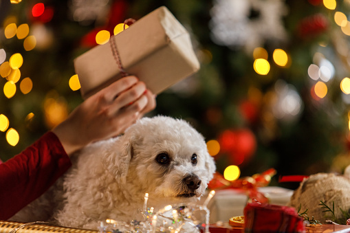Close up shot of unrecognizable, caring young woman sitting by the Christmas tree, with her cute dog in her lap, and decorating various Christmas presents for loved ones.