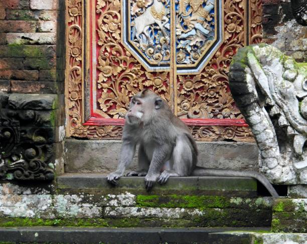 istock Macaque Monkey in front of temple Door 1795685032