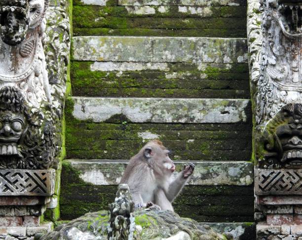 istock Bali Monkey in front of temple steps looking at hand 1795685054