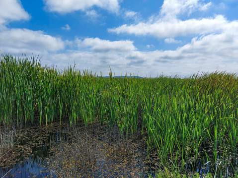 Pantanal wetlands during the flood season. Mato Grosso do Sul, Brazil, UNESCO World Nature Heritage site and Biosphere Reserve.